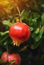 Ripe pomegranate fruit on the tree branch Royalty Free Stock Photo