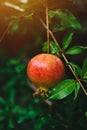 Ripe pomegranate fruit on the tree branch Royalty Free Stock Photo