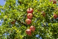 Pomegranate Fruits Horizontal