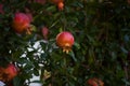 Ripe pomegranate fruits growing on tree. Beautiful red pomegranate on tree. Fresh fruits on the branch of tree. sunshine