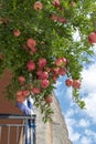 Ripe pomegranate fruits on tree branches against the blue sky and Meteora mountains in the Kastraki, central Greece