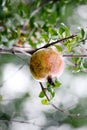 A ripe pomegranate hangs alone on a branch. Royalty Free Stock Photo