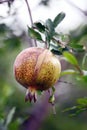 A ripe pomegranate hangs alone on a branch.. Royalty Free Stock Photo