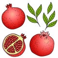 Ripe pomegranate on white background. hand drawn vector color images with a black outline