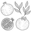 Ripe pomegranate on white background. hand drawn vector contur images with a black outline