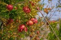 Ripe pomegranates hanging from a tree branch in the garden outside. An abundance of fresh, juicy and healthy fruit Royalty Free Stock Photo