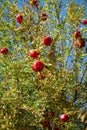 Ripe pomegranates ripen on a branch.