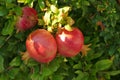 Ripe pomegranates on a tree in Peloponnese