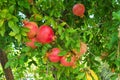 Ripe pomegranates on a tree in Peloponnese
