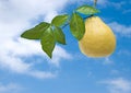 Ripe pomelo Royalty Free Stock Photo