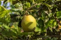 Ripe pomelo fruit on the branch Royalty Free Stock Photo