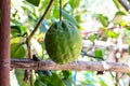 Ripe pomelo fruit hang on branches and green leaves tree in citrus garden. Royalty Free Stock Photo