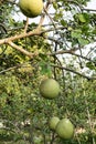 Ripe Pomelo Fruits Hang On The Trees In The Citrus Garden Royalty Free Stock Photo