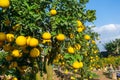 Ripe pomelo fruits hang on the trees in the garden Royalty Free Stock Photo