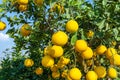 Ripe pomelo fruits hang on the trees in the garden Royalty Free Stock Photo