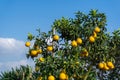 Ripe pomelo fruits hang on the trees in the garden Royalty Free Stock Photo