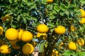 Ripe pomelo fruits hang on the trees in the garden Royalty Free Stock Photo