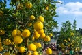 Ripe pomelo fruits hang on the trees in the garden