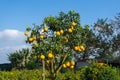 Ripe pomelo fruits hang on the trees in the garden Royalty Free Stock Photo