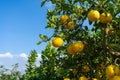 Ripe pomelo fruits hang on the trees in the garden Royalty Free Stock Photo