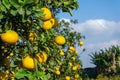 Ripe pomelo fruits hang on the trees in the garden Royalty Free Stock Photo