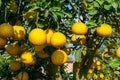 Ripe pomelo fruits hang on the trees in the garden Royalty Free Stock Photo