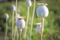 A ripe poppy grows in the garden