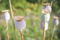 A ripe poppy grows in the garden