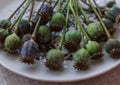 Ripe poppy heads, along with the seeds on the table