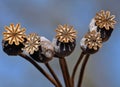 Ripe poppy heads_5