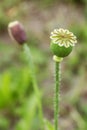 Ripe poppy seed, selective focus