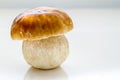 Ripe porcino mushroom