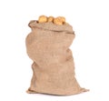 Ripe potatoes in burlap sack. Royalty Free Stock Photo