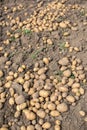 Ripe potatoes on a soil