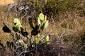 Ripe Prickly Pear Bushes Intertwined with Weeds Royalty Free Stock Photo