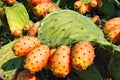 Ripe Prickly Pear Fruit on Cactus Plant Royalty Free Stock Photo