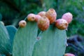 Ripe prickly pear fruit on the plant Royalty Free Stock Photo