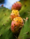 Ripe Prickly Pears