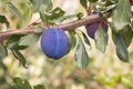 Ripe prune plum on plum tree branch with copy space below Royalty Free Stock Photo