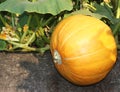 Ripe Pumpkin