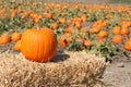Ripe Pumpkin Royalty Free Stock Photo