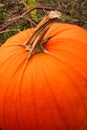 Ripe Pumpkin Royalty Free Stock Photo