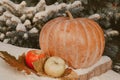 Ripe pumpkin and apples lie in snow in front Royalty Free Stock Photo