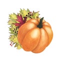 Ripe pumpkin and Autumn leaves and berries watercolor isolated on white. Hand drawn illustration for design Royalty Free Stock Photo