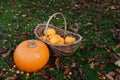 Ripe pumpkin and basket of mini pumpkins in a garden Royalty Free Stock Photo