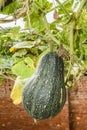 Ripe pumpkin hanging in the garden