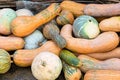 Ripe pumpkin harvest autumn vegetables long fruit round pile background