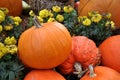 Ripe pumpkin lies in a farm field Royalty Free Stock Photo