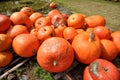 Ripe pumpkin lies in a farm field Royalty Free Stock Photo