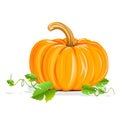 Ripe pumpkin